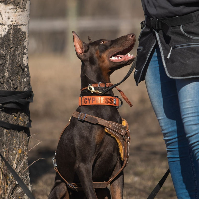 Adjustable Slip / Dominant Dog Collar Treasure State K9