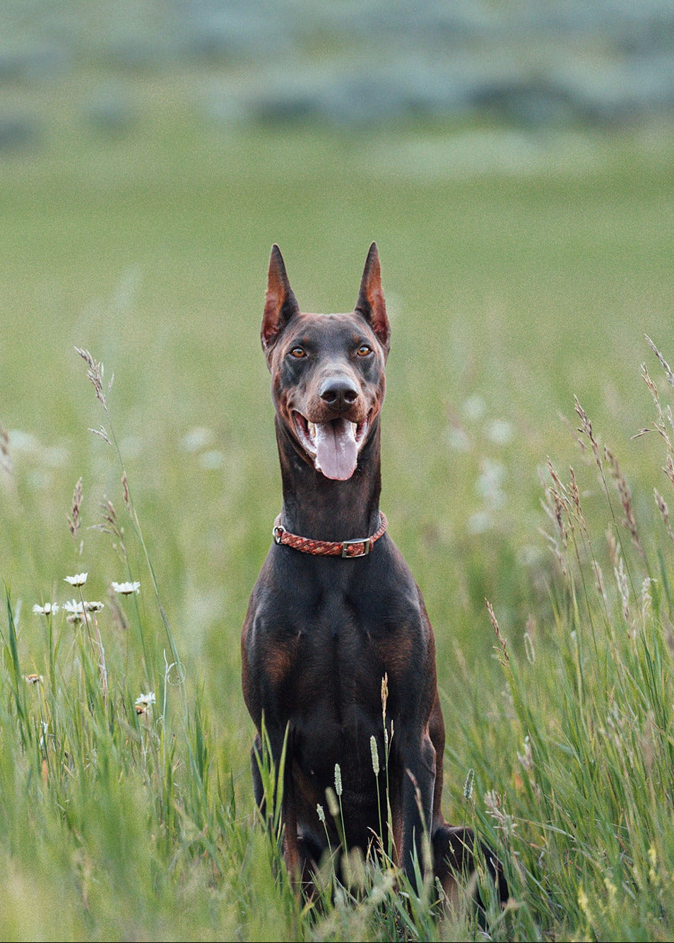 Adjustable Slip Collar