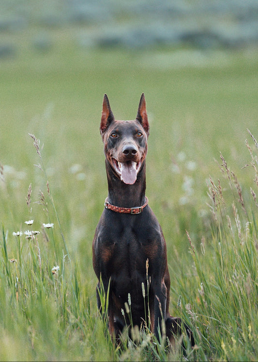Adjustable Slip Collar