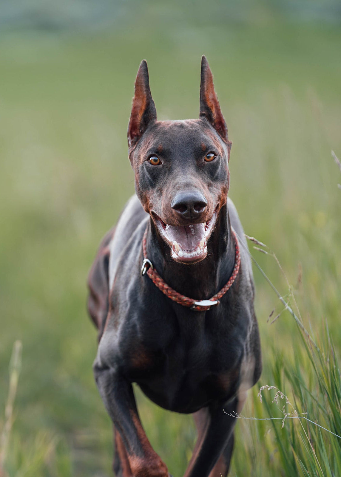 Adjustable Slip Collar