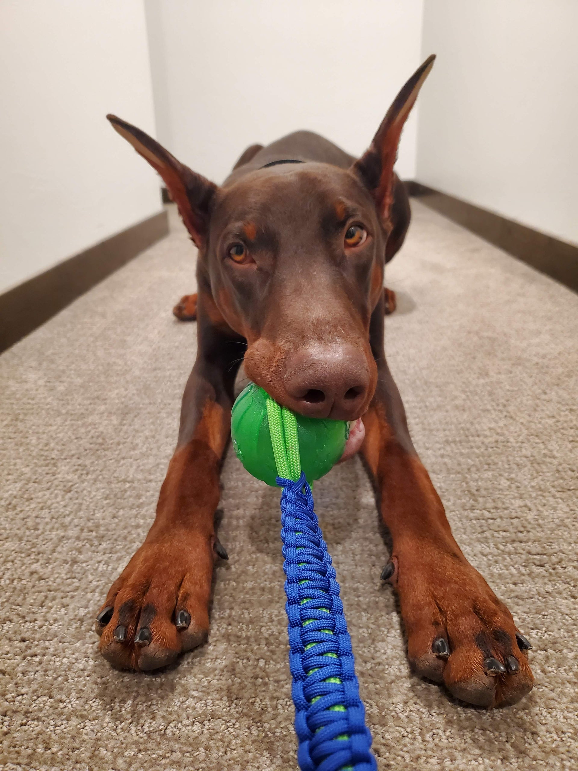 Ball on a Rope – Treasure State K9